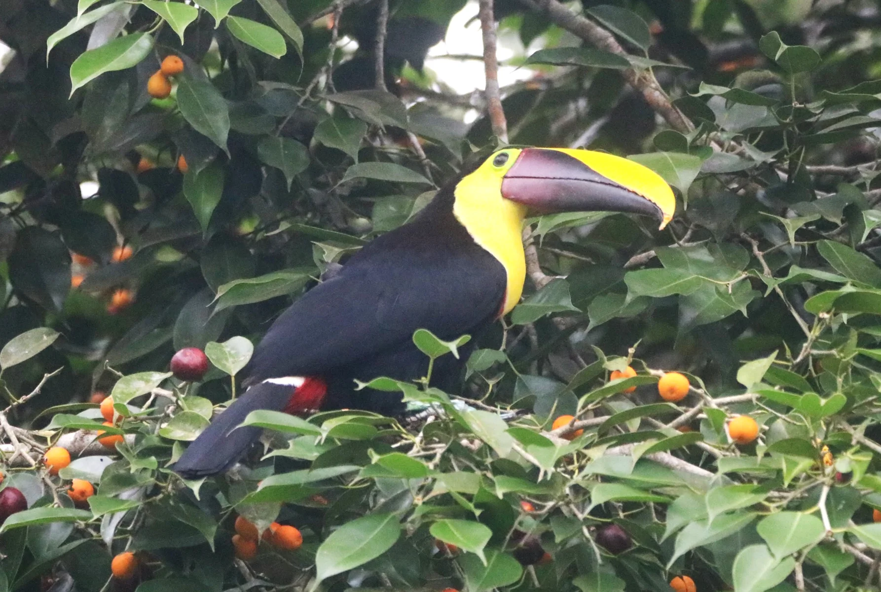 Pacific transition & macaw corridor